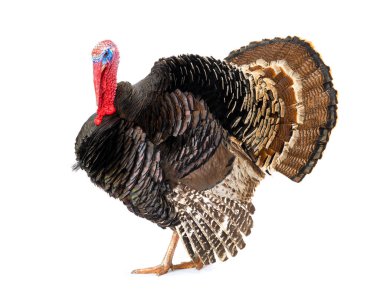 Beyaz arka planda izole edilmiş bronz hindi. 1.5 yıl, ağırlık 12 kilogram..