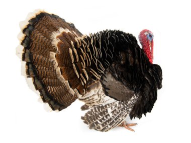 Beyaz arka planda izole edilmiş bronz hindi. 1.5 yıl, ağırlık 12 kilogram..