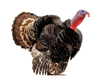 Beyaz arka planda izole edilmiş bronz hindi. 1.5 yıl, ağırlık 12 kilogram..