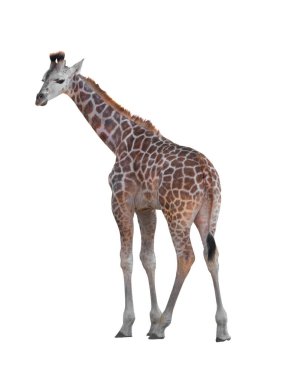 Beyaz bir arka plan üzerinde izole zürafa.