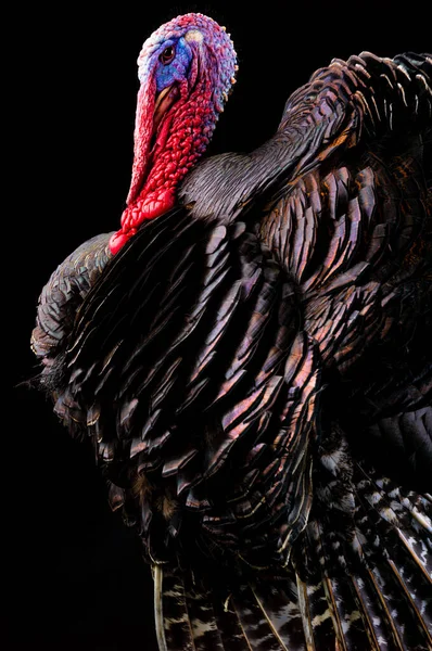 Portrait Bronze Turkey Black Background Year Weight Kilograms — Stock Photo, Image