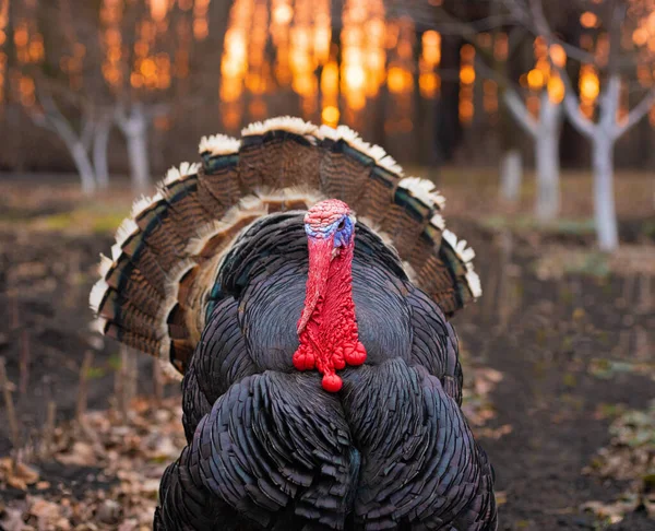 Bronze Turkey Sunset Village — Stock Photo, Image