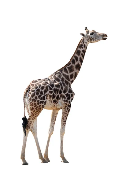 Giraffa Isolata Fondo Bianco — Foto Stock