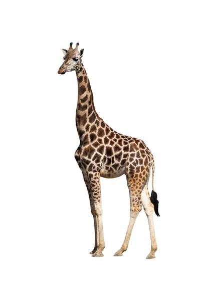 Giraffa Isolata Fondo Bianco — Foto Stock
