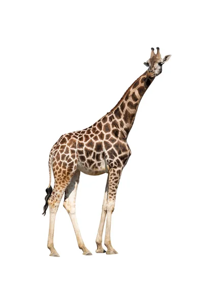 Giraffa Isolata Fondo Bianco — Foto Stock