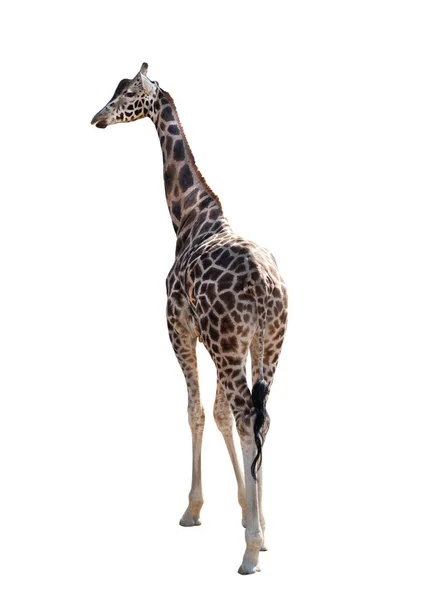 Giraffa Isolata Fondo Bianco — Foto Stock