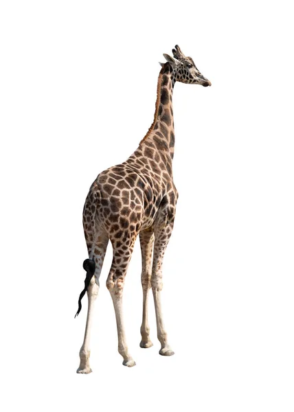 Giraffa Isolata Fondo Bianco — Foto Stock