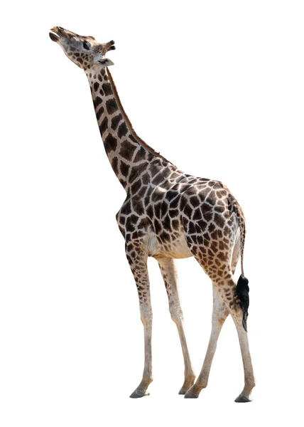 Żyrafa Białym Tle Białym Tle — Zdjęcie stockowe