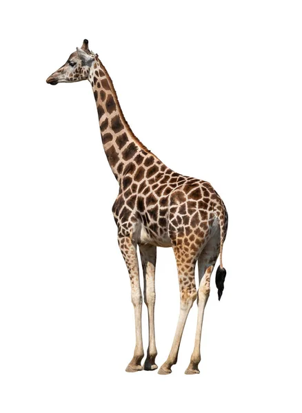 Giraffe Geïsoleerd Een Witte Achtergrond — Stockfoto