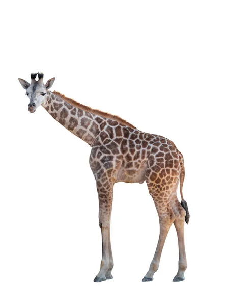 Żyrafa Białym Tle Białym Tle — Zdjęcie stockowe