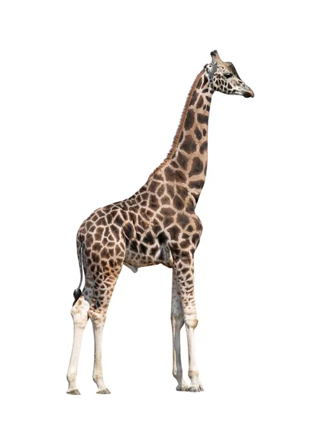Giraffe Isolated White Background — Stock Photo, Image