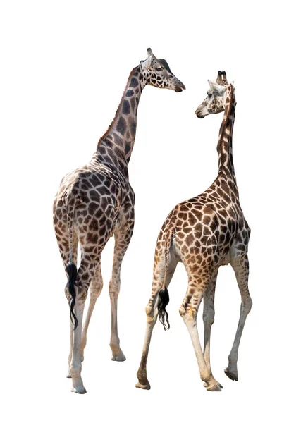 Два Жирафа Изолированы Белом Фоне — стоковое фото