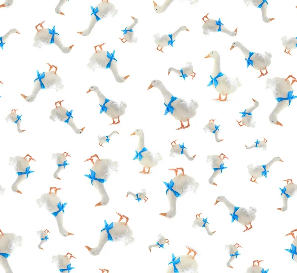 Pattern Duck Blue Bowtie White Background — Stock Photo, Image