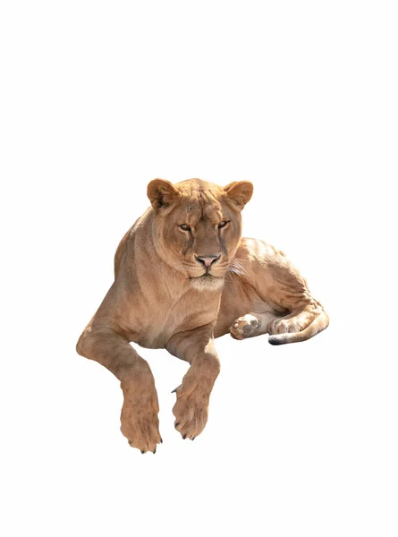 Lioness Isolated White Background — Stock Fotó