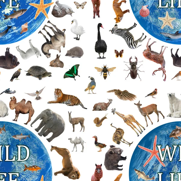 Patroon Wilde Dieren Lopen Rond Wereld Geïsoleerd Witte Achtergrond — Stockfoto