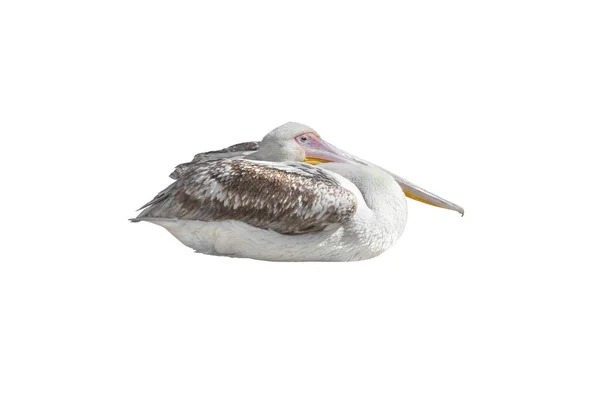 Pelican Geïsoleerd Witte Achtergrond — Stockfoto