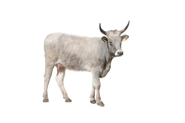 白い背景に隔離された茶色の牛 — ストック写真