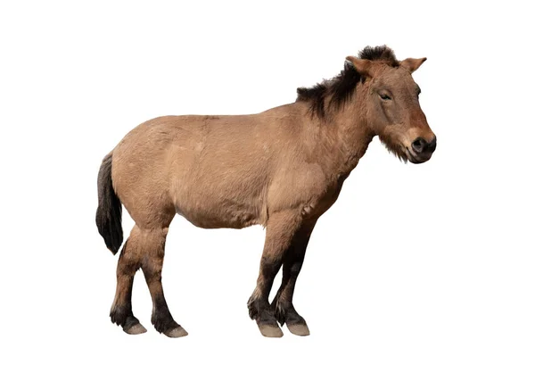 Paard Przewalski Geïsoleerd Een Witte Achtergrond — Stockfoto