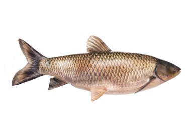  Beyaz arka planda beyaz sazan balığı (14 kilogram) izole edilmiş