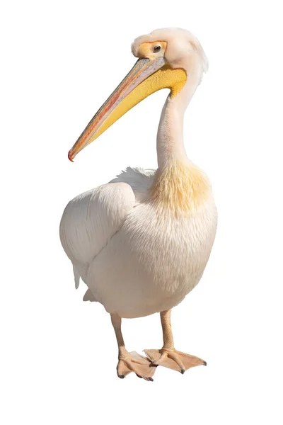 Pelican Isolerad Vit Bakgrund — Stockfoto