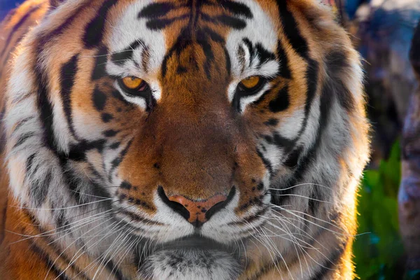 Portrait Tiger Wild Green Background — Stock Photo, Image