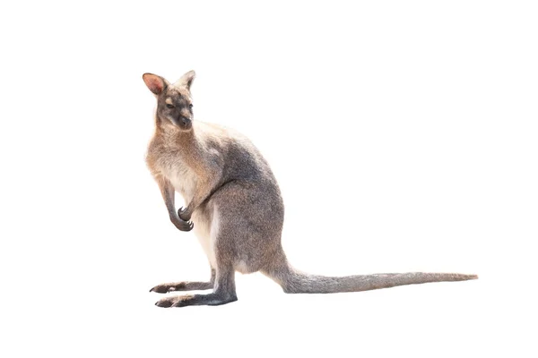 Kangaroo Står Isolerad Vit Bakgrund — Stockfoto