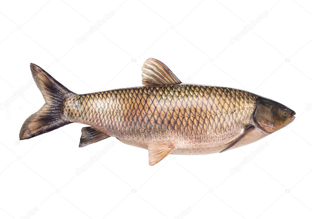  white grass carp  (14 kilogram) isolated on a white background