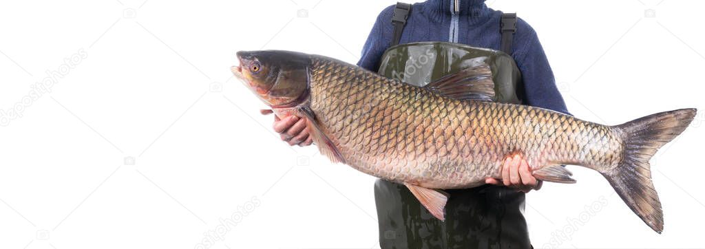 Fisherman holds a 14 kilogram white grass carp caught in a river isolated on a white background