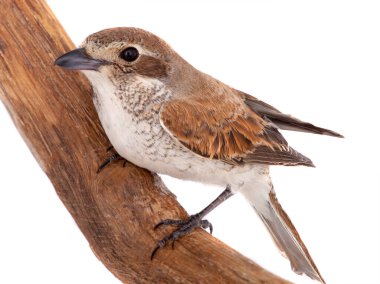 Beyaz bir arka planda studio çekimde izole Kızıl kuyruklu örümcek kuşu (Lanius isabellinus)