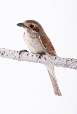 Beyaz bir arka planda studio çekimde izole Kızıl kuyruklu örümcek kuşu (Lanius isabellinus)