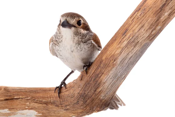 Raubwürger Lanius Isabellinus Isoliert Auf Weißem Hintergrund Einer Studioaufnahme — Stockfoto