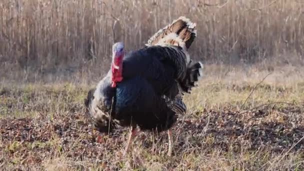 Pavo Camina Largo Las Cañas Recoge Plumas Enojado Gritando — Vídeos de Stock