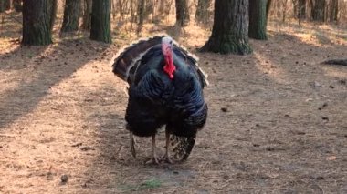 Hindi ormanda dolaşır, çığlık atar ve tüy kaldırır..