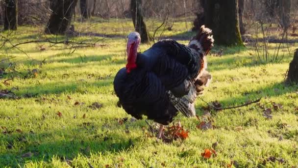 Turkey Wanders Woods Screams Raises Feathers Sound — Stock Video