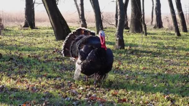 Turkey Wanders Woods Screams Raises Feathers — Stock Video