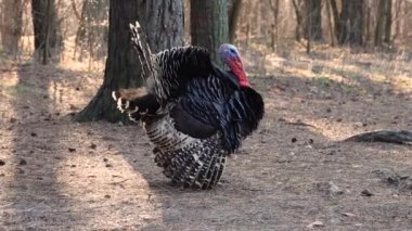 Hindi ormanda dolaşır, çığlık atar ve tüy kaldırır..