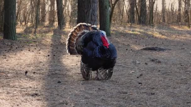 Dinde Erre Dans Les Bois Crie Soulève Des Plumes — Video