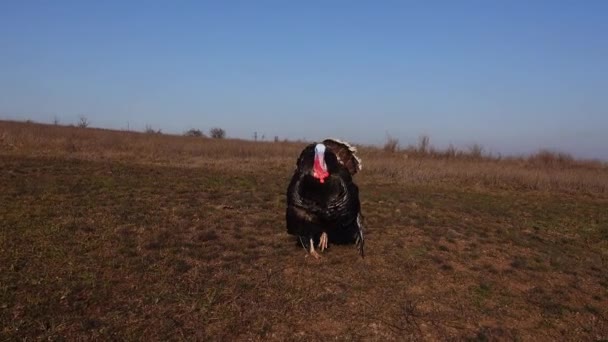 Pavo Pasea Por Campo Una Granja — Vídeos de Stock