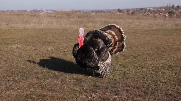 Pavo Pasea Por Campo Una Granja — Vídeos de Stock