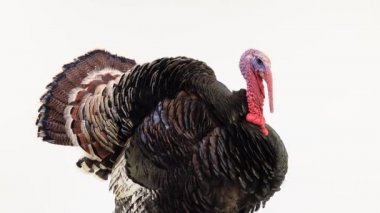 Hindi tüylerini yayar ve beyaz bir ekrana çığlıklar atar.