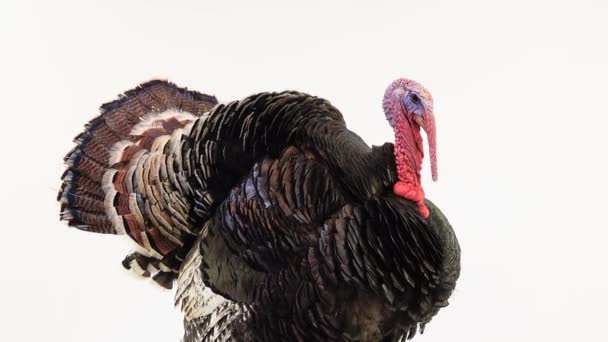 Turkey Spreads Feathers Screams White Screen Sound — Stock Video