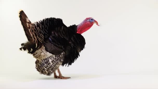 Turkey Angry Screams Spreading Feathers White Screen Sound — Stock Video