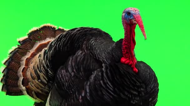 Portrait Bronze Turkey Opens Its Feathers Calms Makes Sound Times — Stock Video