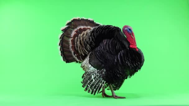 土耳其张开它的羽毛 平静下来 发出声音 这只青铜火鸡用绿色屏风隔绝了1 重达12公斤 — 图库视频影像