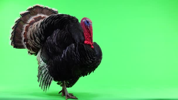 土耳其张开羽毛 平静了下来 发出了三次声音 青铜火鸡用绿色屏风隔热1 重达12公斤 声音不错 — 图库视频影像