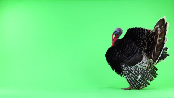 Turkey Opens Its Feathers Calms Bronze Turkey Insulated Green Screen — Stock Video