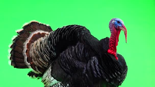 Bronze Turkey Insulated Green Screen Years Weighs Kilograms Sound — Stock Video