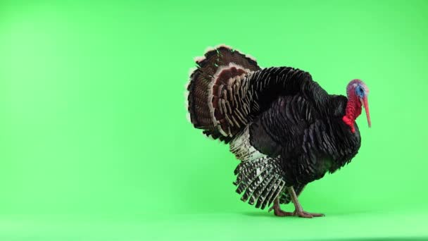 Bronze Turkey Opens Its Feathers Calms Isolated Green Screen Year — Stock Video