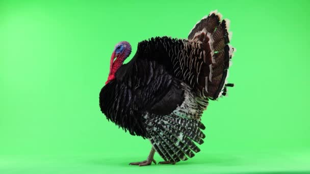 青铜火鸡张开羽毛发出声响 隔离绿屏1 重量12公斤 — 图库视频影像