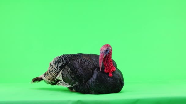 Turkey Gets Opens Its Feathers Bronze Turkey Isolated Green Screen — Stock Video